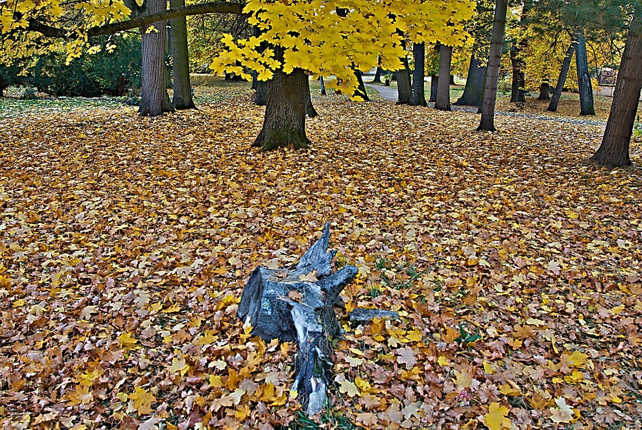 Jižní Čechy, Třeboň,zám. park