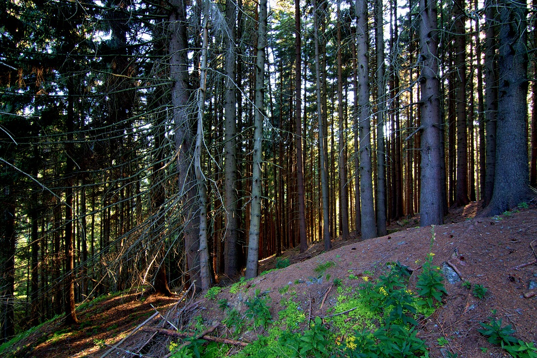 Krkonoše, Šímovy boudy - Jelení hora