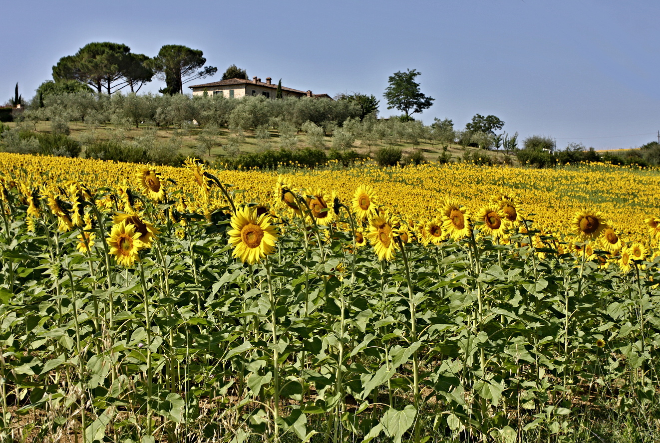 Toskánsko, za San Gimiguanem směr Siena