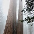 California,nár. park Sequoia